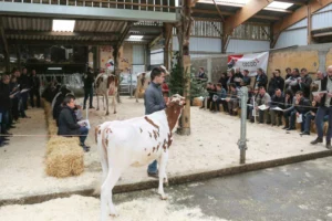 L'EARL de l'Orangerie, à Plumelec, présentait ses meilleures vaches aux adhérents du syndicat Prim'holstein l’après midi, à la suite de l'AG qui s’est tenue à Trédion mardi dernier, en présence de Katrin Lecornu, présidente de L'Européan Dairy Farmers.