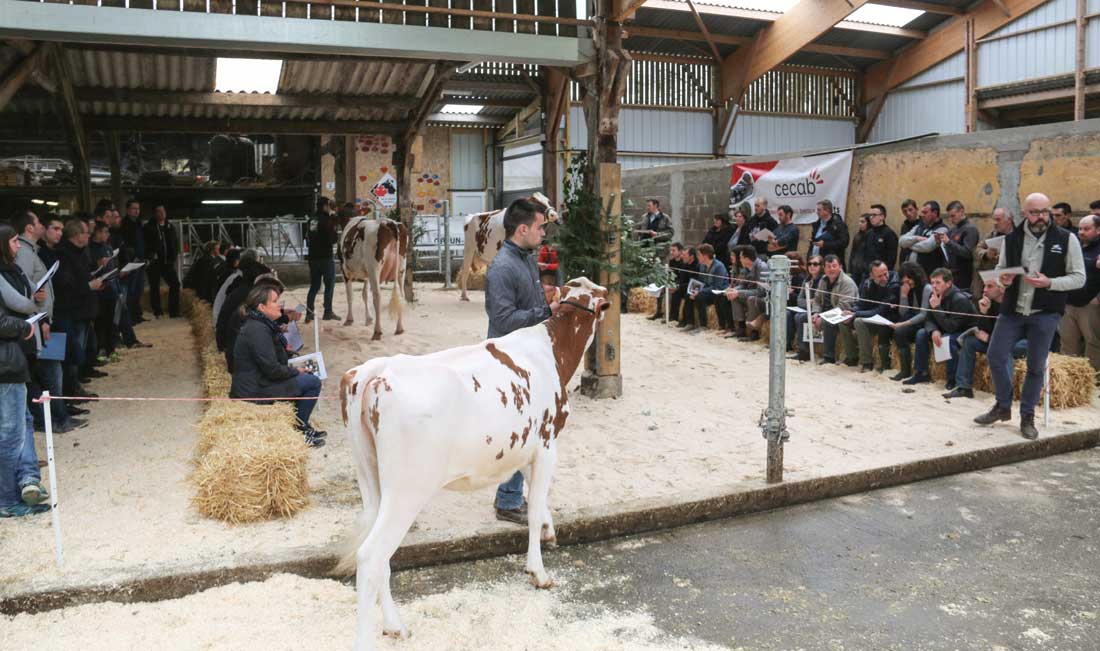 L'EARL de l'Orangerie, à Plumelec, présentait ses meilleures vaches aux adhérents du syndicat Prim'holstein l’après midi, à la suite de l'AG qui s’est tenue à Trédion mardi dernier, en présence de Katrin Lecornu, présidente de L'Européan Dairy Farmers. - Illustration L’herbe n’est pas plus verte ailleurs en Europe