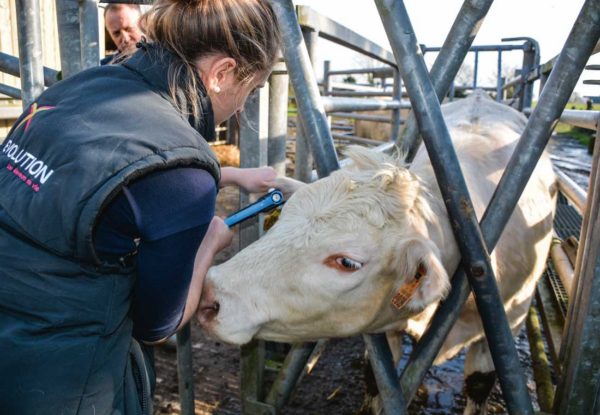 Amélie Colliot, inséminatrice Évolution, effectue les prélèvements de cartilage sur les oreilles avec une pince emporte-pièce.