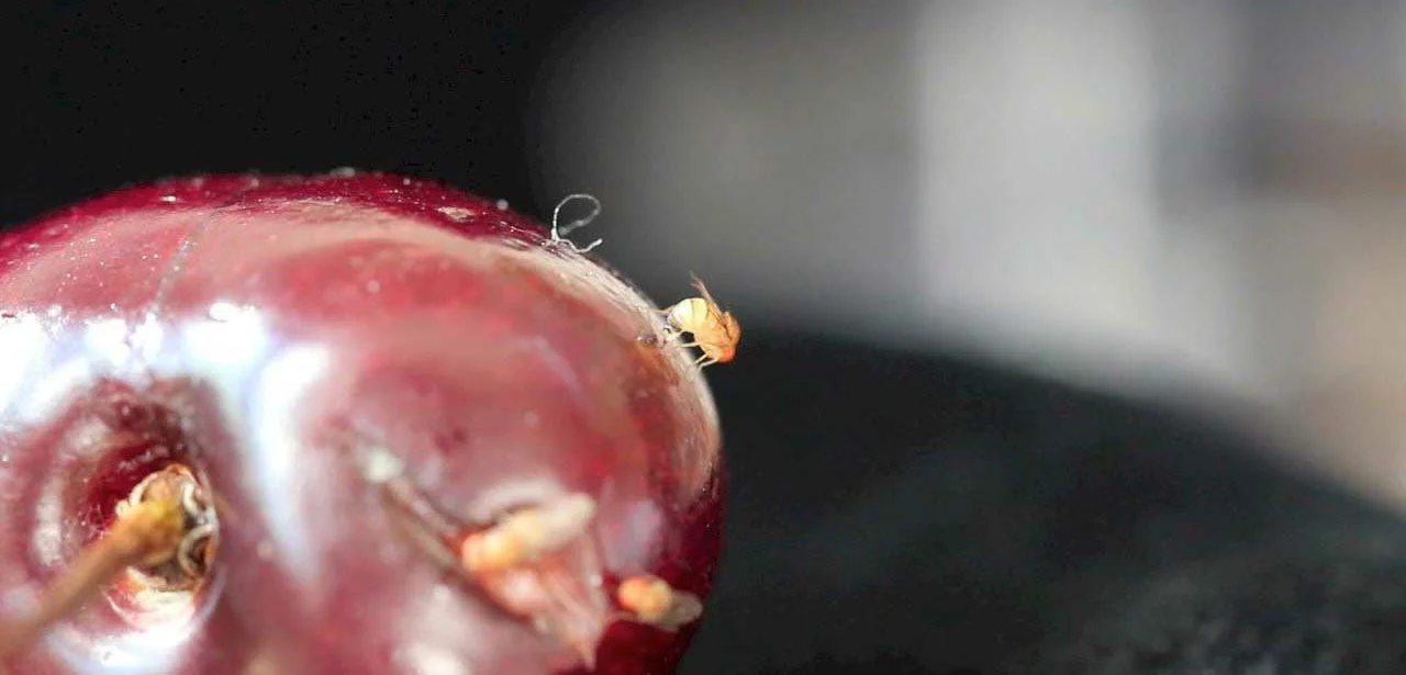 Drosophila-Suzukii-cerise - Illustration Diméthoate : Décisions courageuses pour les producteurs de cerise