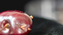 Drosophila-Suzukii-cerise