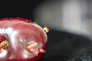 Drosophila-Suzukii-cerise
