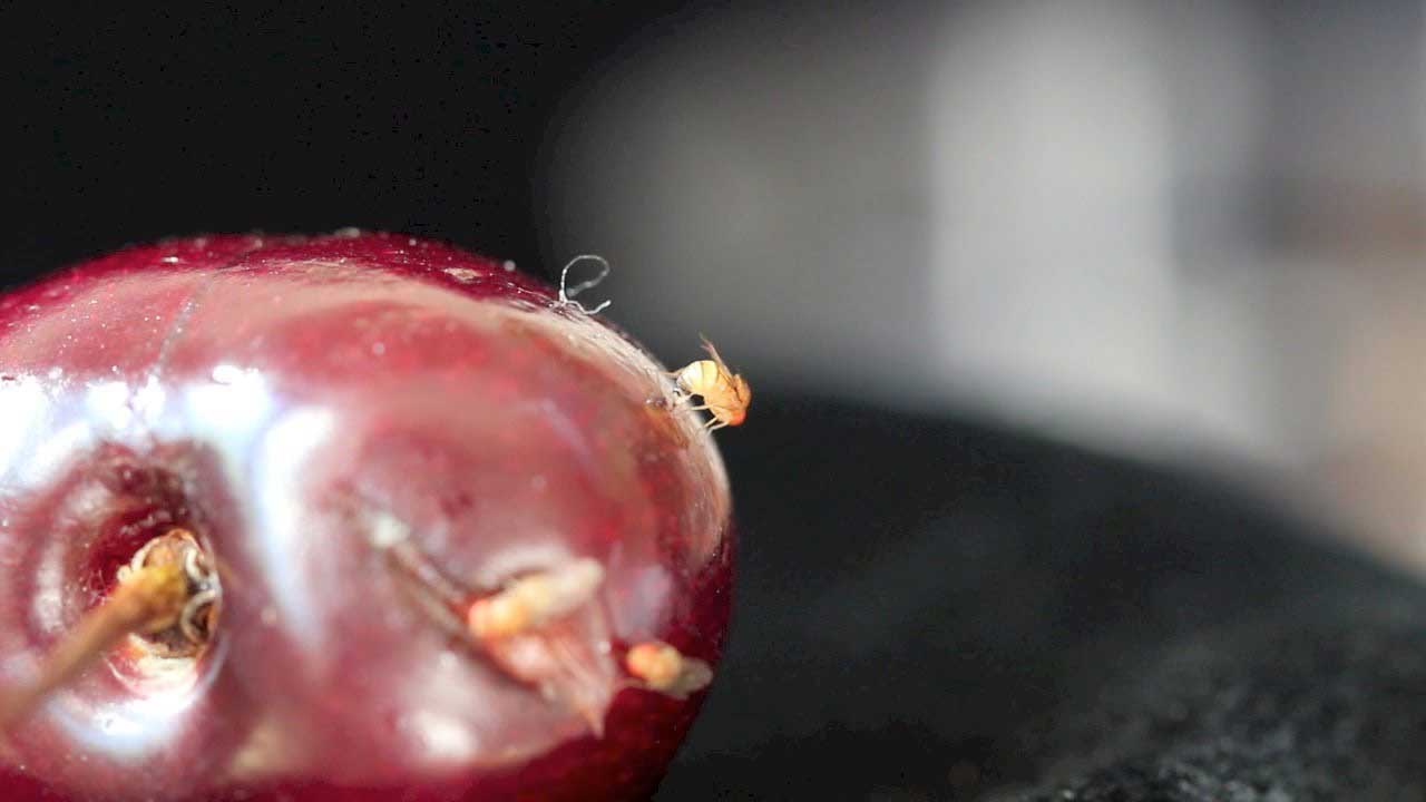Drosophila-Suzukii-cerise - Illustration Diméthoate : Décisions courageuses pour les producteurs de cerise