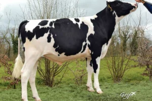 Joblack (Hammig Isy), à 205 d’Isu, s’affirme comme l’un des pedigrees les plus complets de cette sortie d’index.