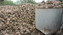 Les vaches disposent de deux distributions de 600 kg par jour.