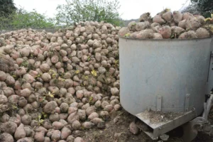 Les vaches disposent de deux distributions de 600 kg par jour.