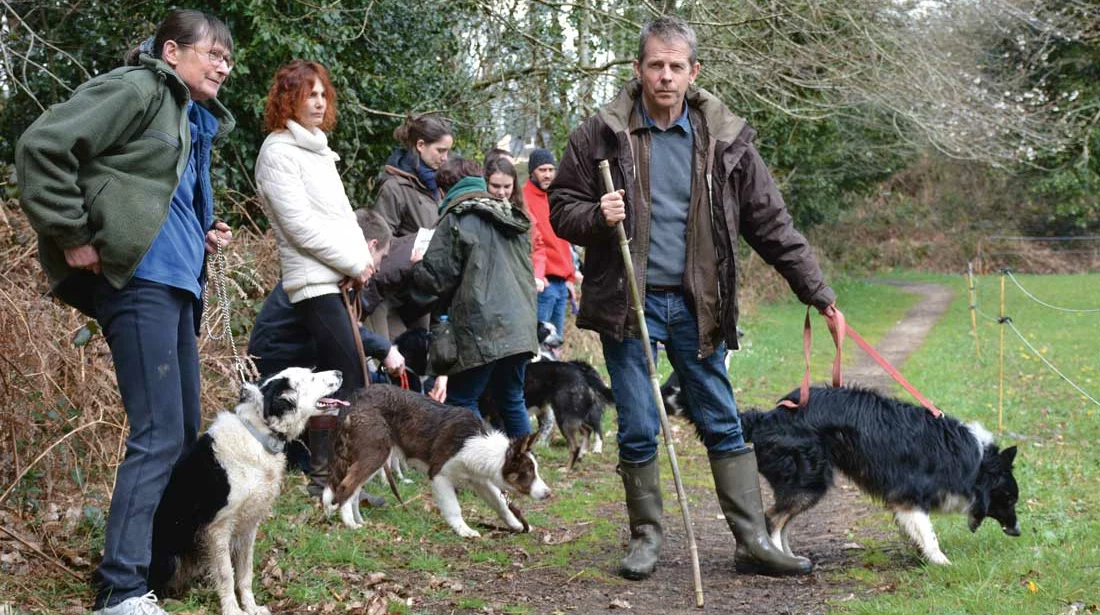 L'association des utilisateurs de chiens de troupeaux du Morbihan organise des formations de chiens de troupeau, comme ici, à Pluvigner. - Illustration Les chiens de troupeau dans les starting-blocks