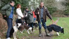 L'association des utilisateurs de chiens de troupeaux du Morbihan organise des formations de chiens de troupeau, comme ici, à Pluvigner.