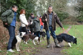 L'association des utilisateurs de chiens de troupeaux du Morbihan organise des formations de chiens de troupeau, comme ici, à Pluvigner.