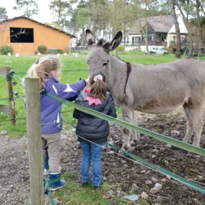 Les ânes apprécient le contact des enfants.