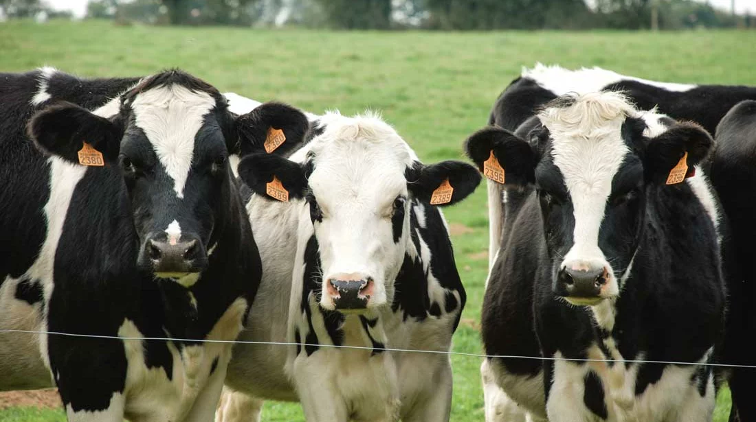 genisses-prim-holstein - Illustration Les cinq enjeux de l’été pour la filière laitière