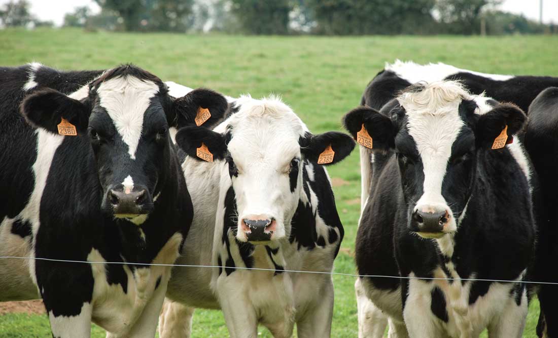 genisses-prim-holstein - Illustration Pourquoi ne pas déléguer l’élevage des génisses ?