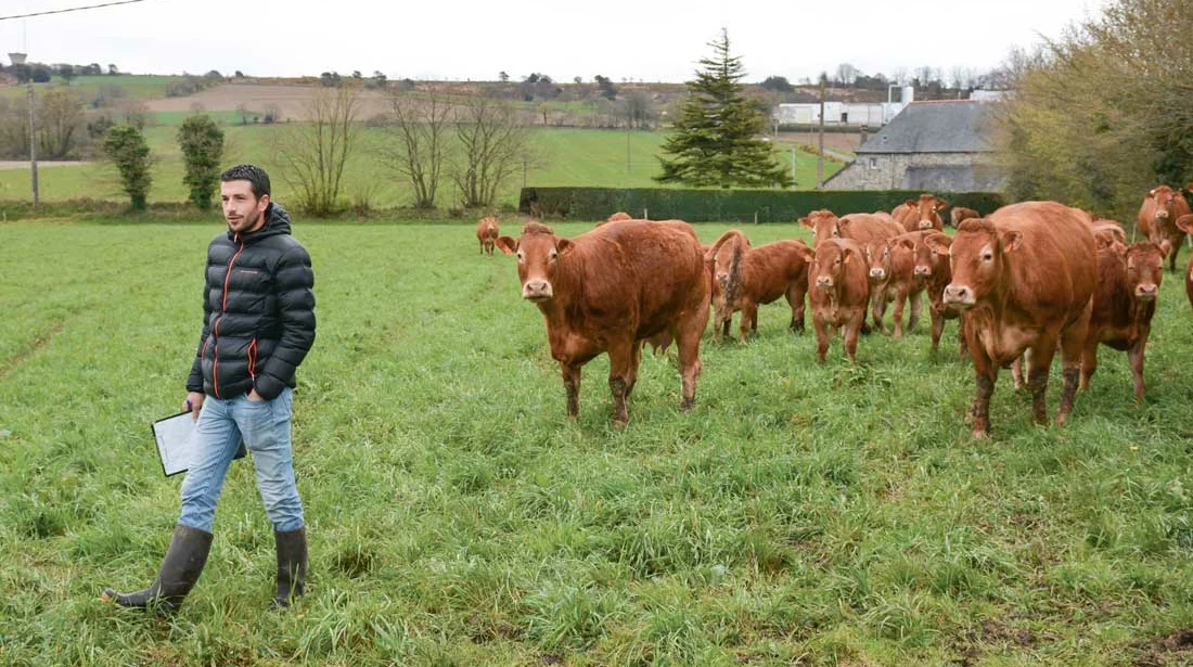 L’assemblée générale du Herd-Book Limousin Bretagne s’est clôturée par la visite de l’élevage de Gwénaël Mordelet à Lanfains (22) - Illustration Limousine : la docilité en 1er critère de sélection