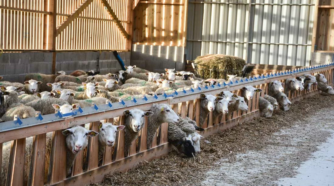 ovin-mouton - Illustration La segmentation et la qualité au cœur de la stratégie ovine