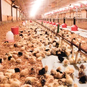 Les poules sont élévées jusqu’à douze semaines dans un poulailler avant d’être vendues.