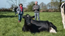 Christelle et Bruno Chevrel prennent la pose derrière Gessy, tête de souche des animaux sans cornes dans leur troupeau.