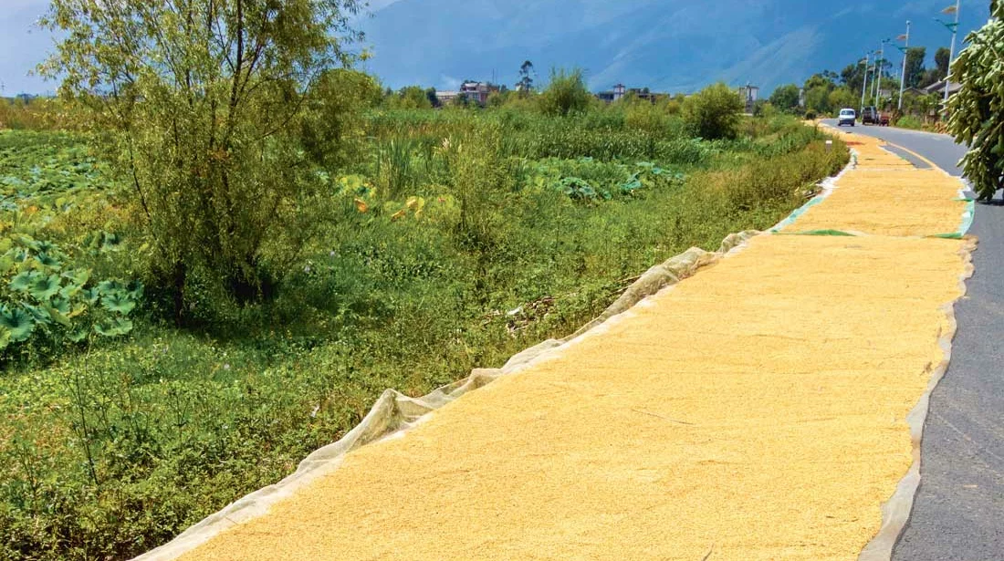 sechage-mais-grain-route-chine - Illustration Opération déstockage du maïs en Chine