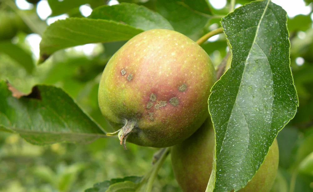 tavelure-sur-pomme - Illustration Pommes : les exportations progressent vers l’Europe, en repli vers l’Asie