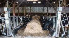 L’auge mobile EasyFood (Cow House) est un dispositif compact où les blocs d’ensilage sont posés sur la table d’alimentation entre les panneaux de cornadis qui sont rapprochés au fur et à mesure de la consommation des vaches.