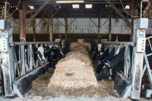L’auge mobile EasyFood (Cow House) est un dispositif compact où les blocs d’ensilage sont posés sur la table d’alimentation entre les panneaux de cornadis qui sont rapprochés au fur et à mesure de la consommation des vaches.