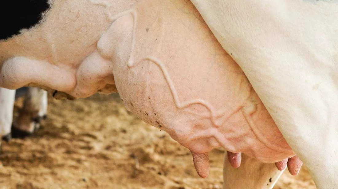 td_mamelle - Illustration Comment réussir en produisant beaucoup de lait par vache ?
