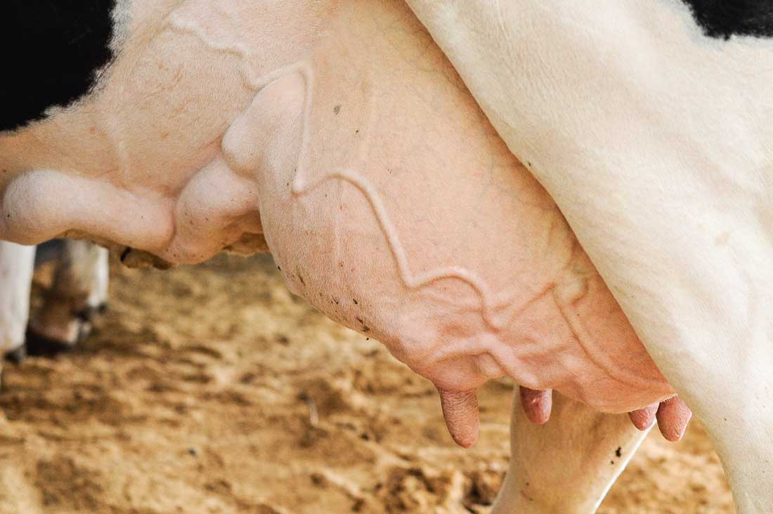 td_mamelle - Illustration Comment réussir en produisant beaucoup de lait par vache ?