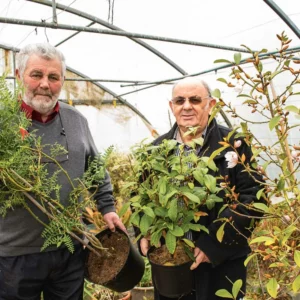 Jean-Claude Urvoy, initiateur du Marché aux plantes avec Daniel Donet du Comité des fêtes d’Andel présentent un Clianthus, un Théier (ou Camélia de Chine) et un Michelia.