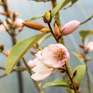 Les fleurs du Michelia (variété Fairy Blush).