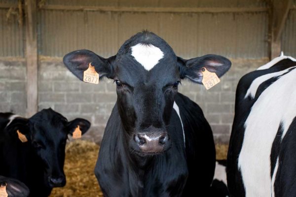 Lolita a le haut du crâne de forme plus arrondie. Cette génisse, issue d’un accouplement avec le taureau Grapon P qui transmet le caractère sans cornes, n’aura jamais eu besoin d’être écornée.    