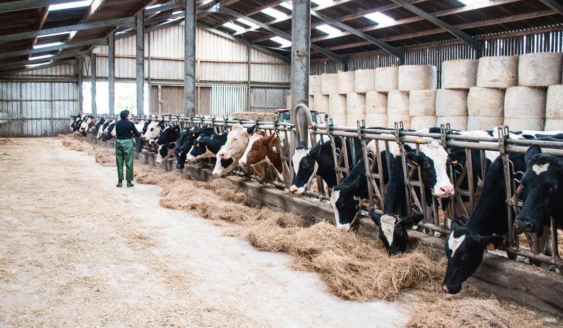 td_stabulation_ration_auge - Illustration « Un prix du lait à 320 € / 1 000 L »