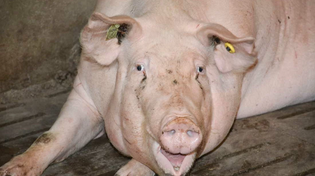 truie-cool-porc - Illustration Le prix du porc sous la pression des Espagnols