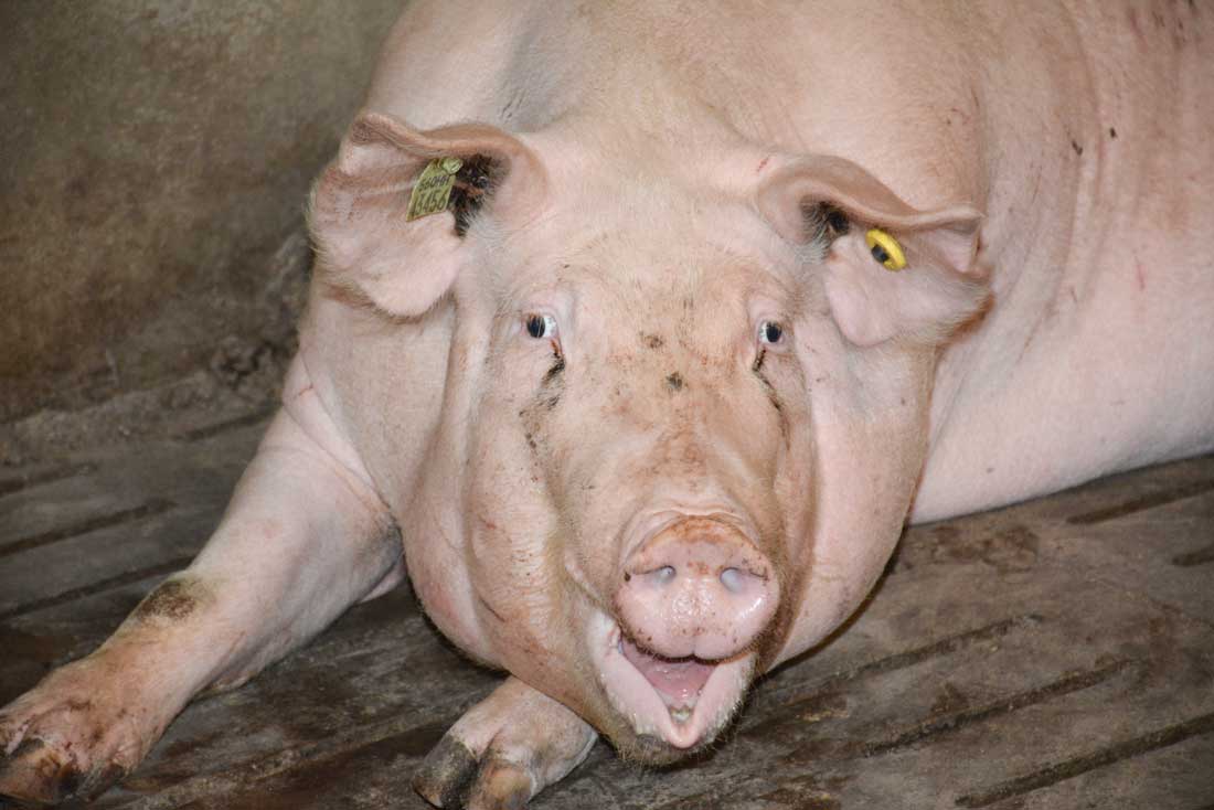 truie-cool-porc - Illustration Le prix du porc sous la pression des Espagnols