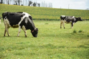 Le pâturage permet aux éleveurs de réduire considérablement le coût alimentaire.