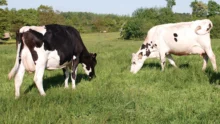 vaches-prim-holstein-patures