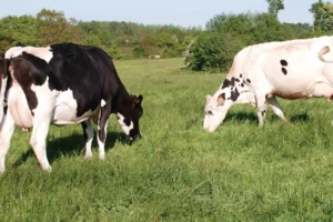 vaches-prim-holstein-patures