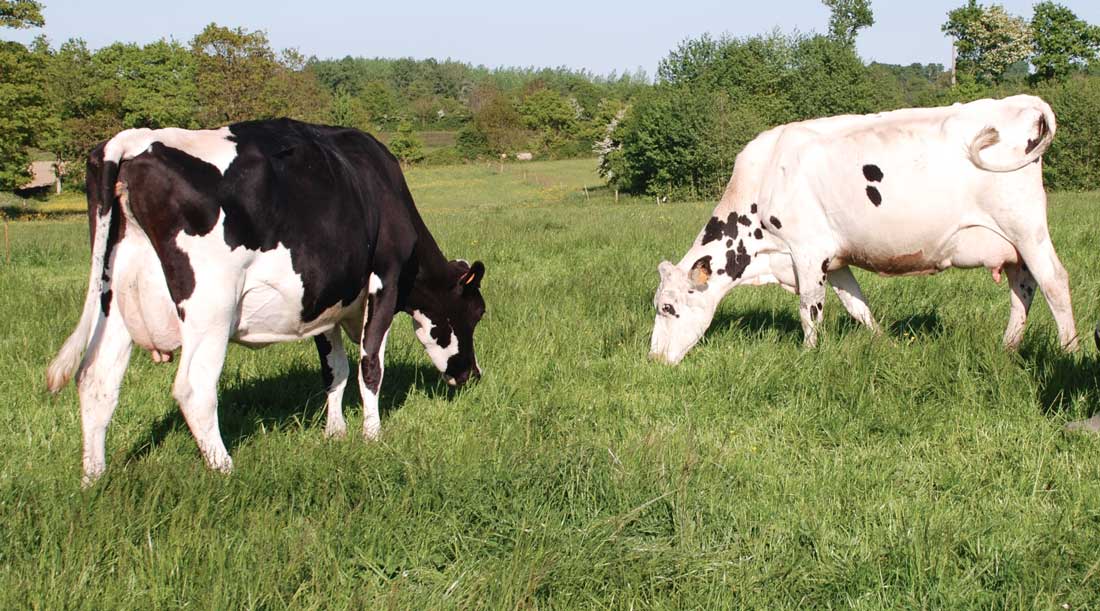 vaches-prim-holstein-patures - Illustration Peu de marchés pour les animaux laitiers