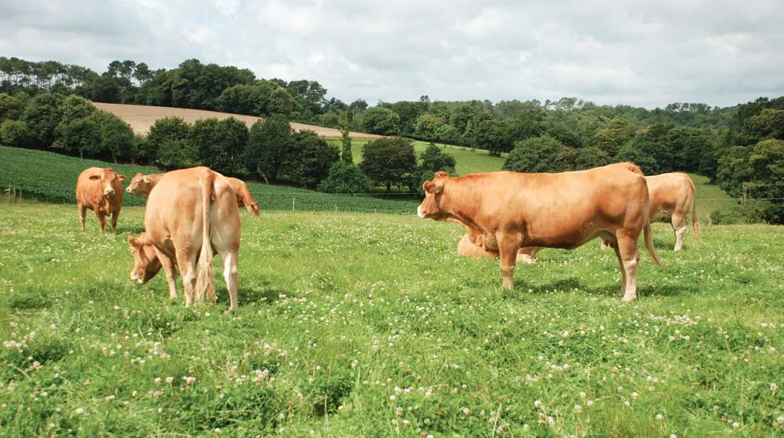 viande-bovine - Illustration Plus de vaches allaitantes, moins de vaches laitières