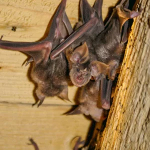 Une partie de la colonie de Grands Rhinolophes vivant dans les combles de l’église de Kernascléden.