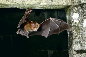 Le Grand Rhinolophe est l’une des plus grandes chauves-souris de Bretagne (40 cm d’envergure et 30 g), il se caractérise par son nez en forme de fer à cheval. © Éric Médard