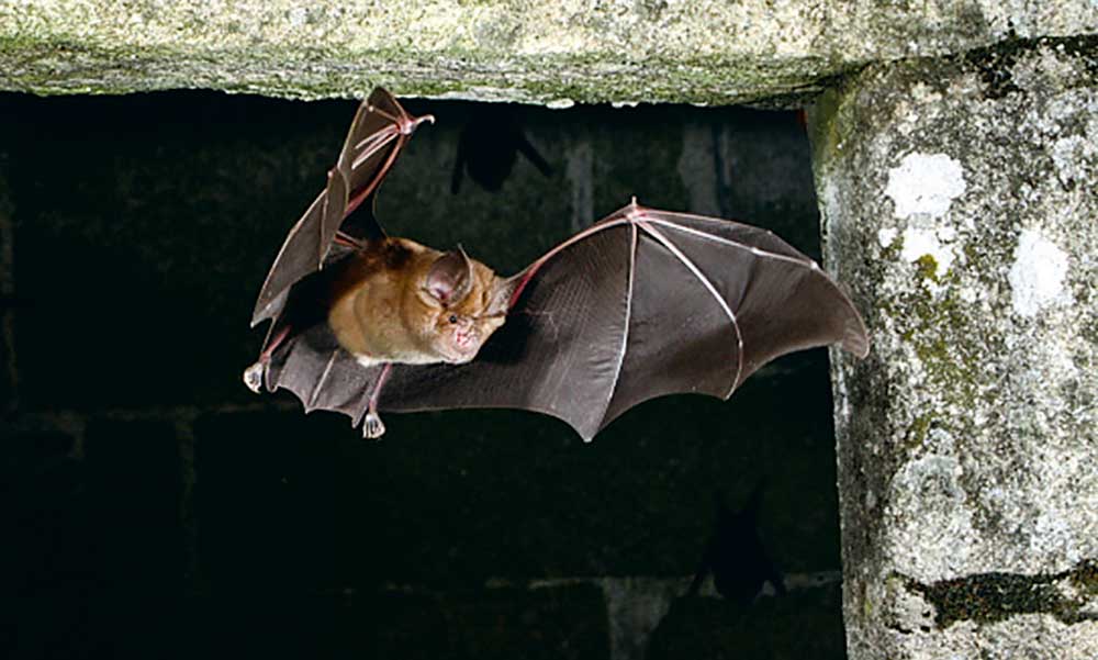 Le Grand Rhinolophe est l’une des plus grandes chauves-souris de Bretagne (40 cm d’envergure et 30 g), il se caractérise par son nez en forme de fer à cheval. © Éric Médard - Illustration La chauve-souris souvent mal-aimée car méconnue