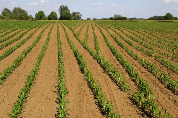 Les doublons sont supprimés. Au final, économie de graine et pas de concurrence entre plants. 