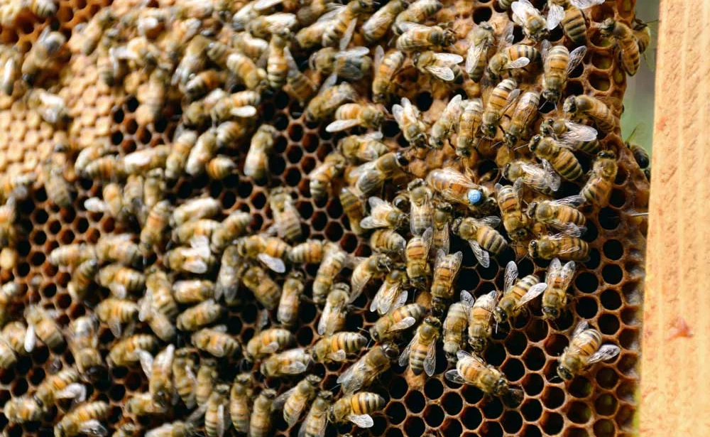Dans les stations de fécondation, les reines « raceuses » sont marquées, certaines ont un dossard. - Illustration “Nous sommes des éleveurs d’abeilles”