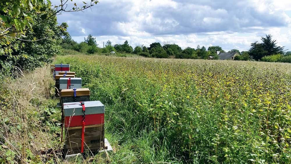 Rucher en bordure d‘une parcelle de sarrasin. - Illustration Concilier apiculture et agriculture