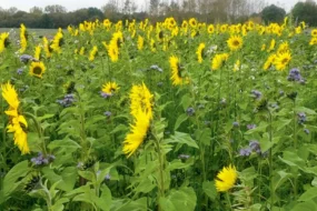 Une implantation précoce, ici le 21 juillet 2015 est l'assurance d'un couvert végétal efficace et mellifère dès fin septembre. (photo prise le 16 octobre).