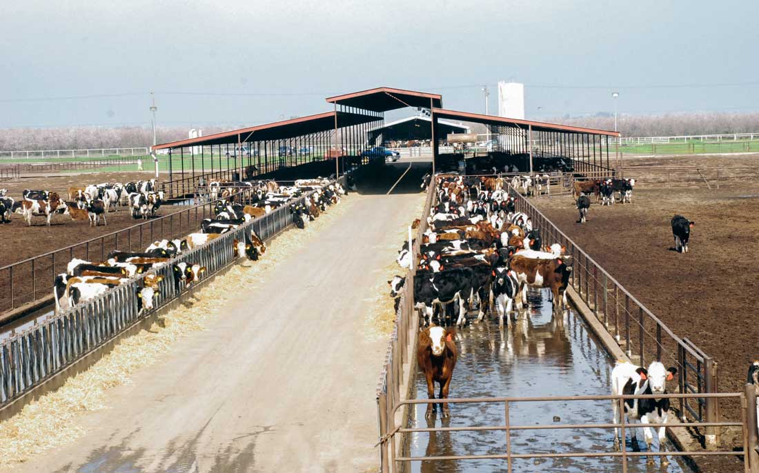 elevage-americain-US-bovin - Illustration TTIP : les Américains réticents à ouvrir leurs marchés publics