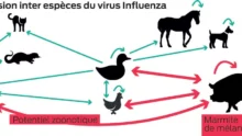 graph-grippe-influenza-transmission