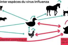 graph-grippe-influenza-transmission