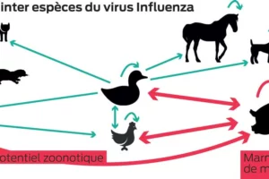 graph-grippe-influenza-transmission