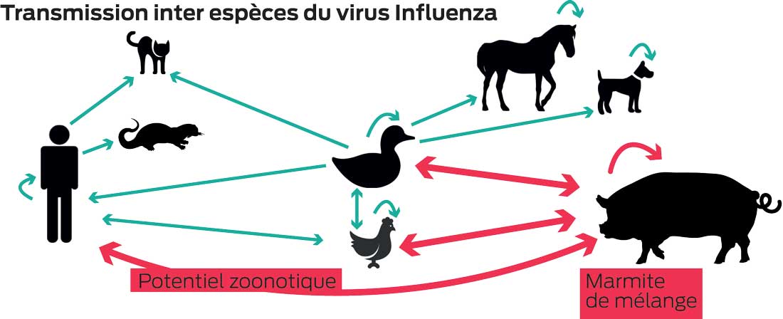graph-grippe-influenza-transmission - Illustration Le porc est une marmite à grippes