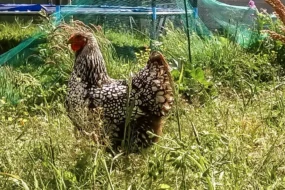 miss-poule-2016-bzh-Gwenn-Ha-Du-1